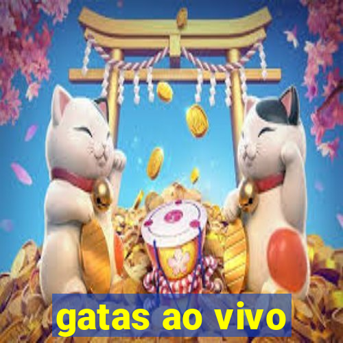 gatas ao vivo